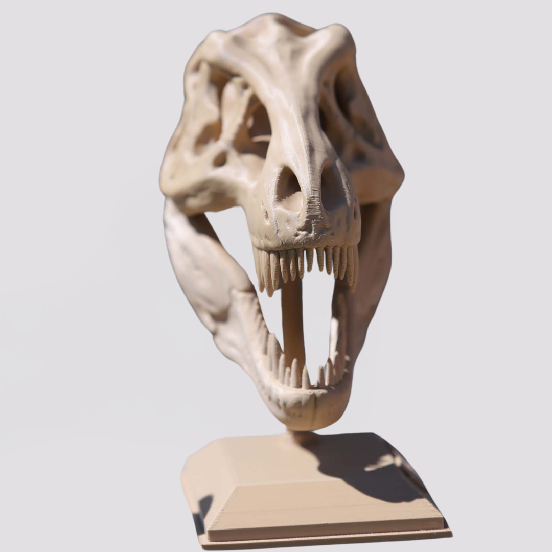 Dinasour Fossil Skull