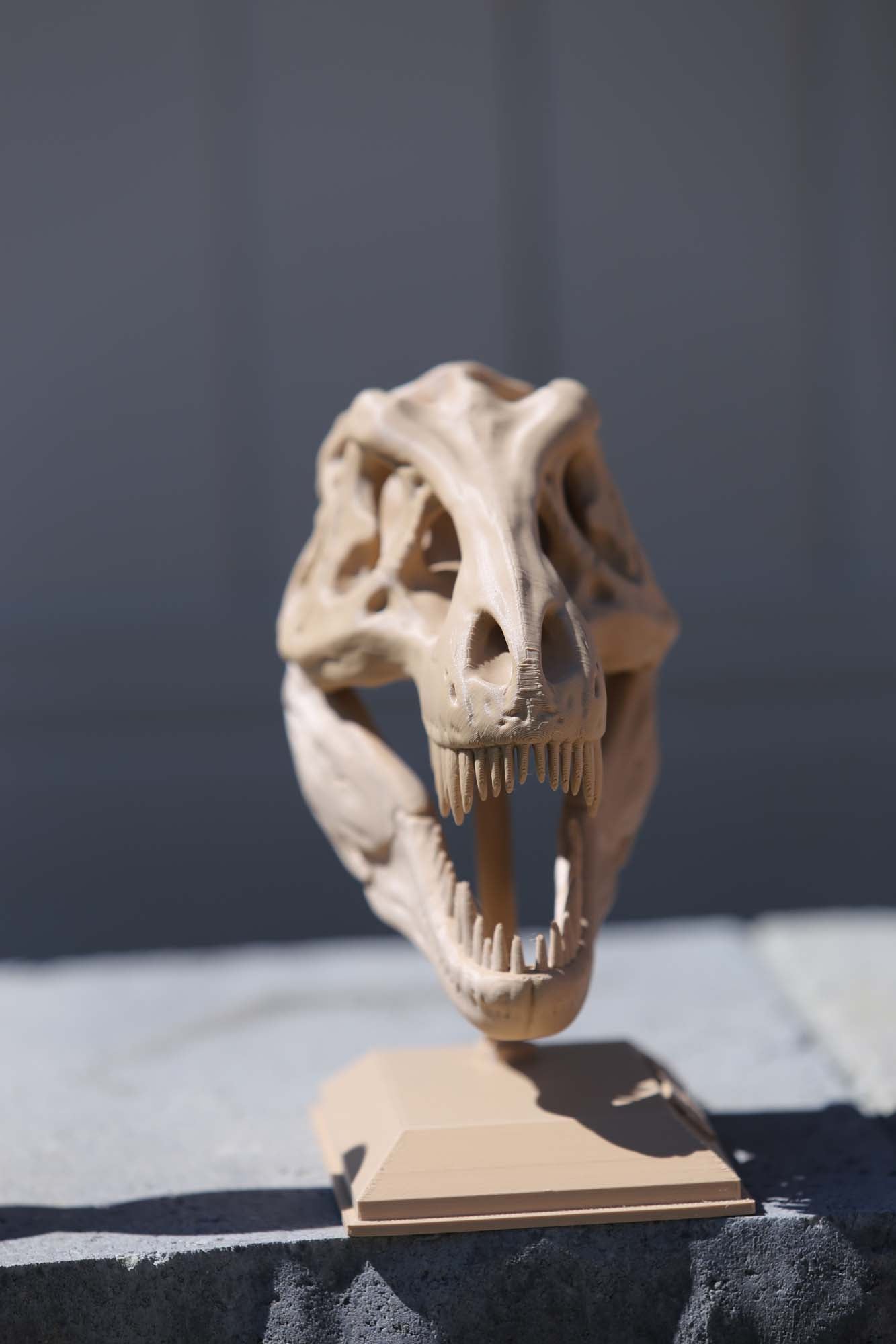 Dinasour Fossil Skull